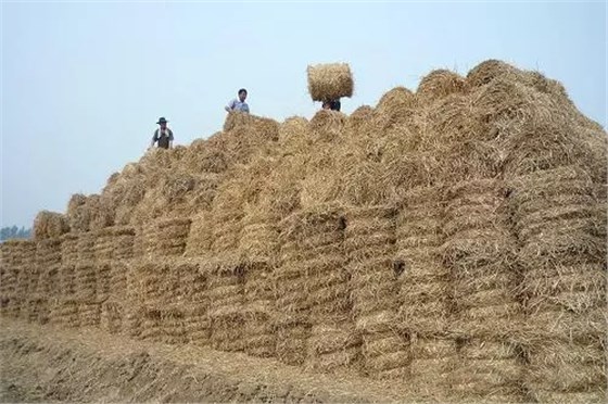 大力士 生物质燃烧器