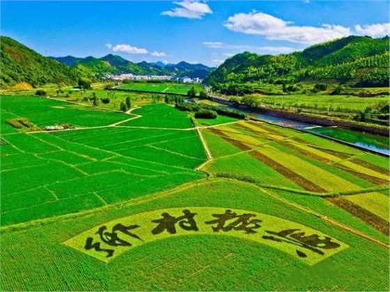 大力士 生物质燃烧器